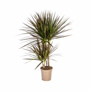 Mehrstämmiger Drachenbaum (Dracaena marginata) im Pflanztopf vor weißem Hintergrund