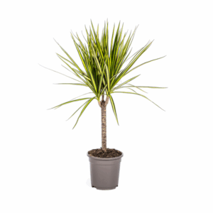 Drachenbaum (Dracaena marginata) in einem grauen Blumentopf vor weißem Hintergrund