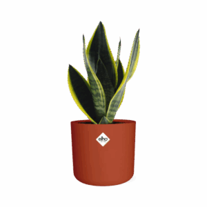 Bogenhanf Sansevieria Futura Superba in ELHO b.for soft rond 14cm brique