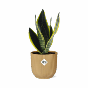 Bogenhanf Sansevieria Futura Superba in ELHO Vibes Fold 14cm geel