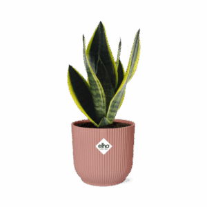 Bogenhanf Sansevieria Futura Superba in ELHO Vibes Fold 14cm roze