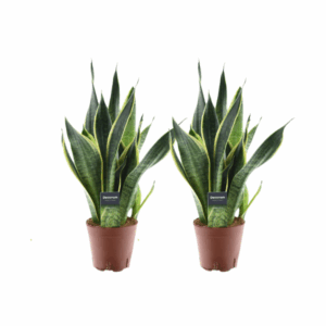 Sansevieria Bogenhanf Futura Superba - 2 Stücke - Ø14cm - ↕45cm
