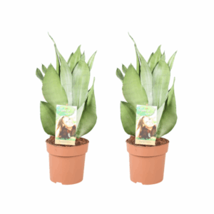 Sansevieria Bogenhanf Moonshine - 2 Stücke - Ø14cm - ↕40cm