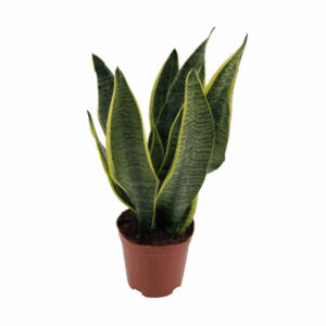 Bogenhanf Sansevieria Superba - Ø12cm - ↕40cm