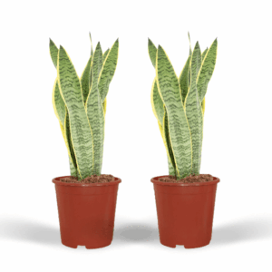 2x Bogenhanf Sansevieria Laurentii - Frauenzunge - 40cm - ø14