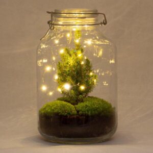 DIY Flaschengarten - Jar Christma - ↕ 28 cm