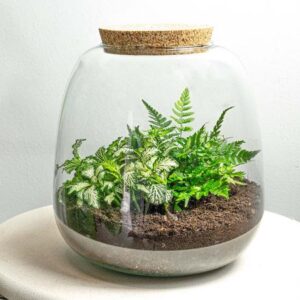 Planten terrarium - Emma Mini - DIY kit - ↑ 20 cm - Ø 19 cm - Fittonia White Tiger