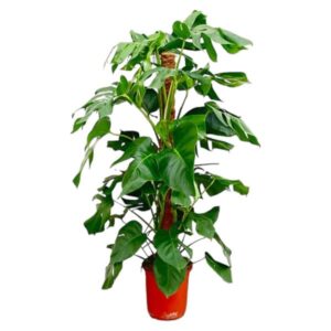 Bolder Bob Bonsai Christmas - DIY - ↕ 30 cm