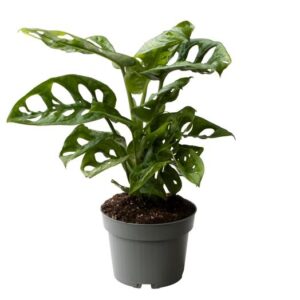 Monstera Obliqua 10,5 Cm - Ø10cm - ↕25cm