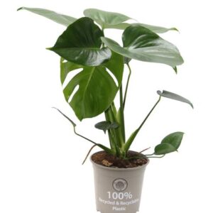 Monstera Delicisosa 15 Cm - Ø15cm - ↕32cm