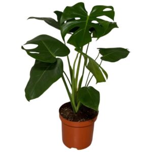 Monstera Deliciosa - Ø19cm - ↕65cm