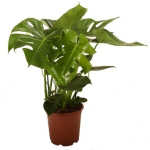Philodendron-monstera Pertusem - Ø21cm - ↕90cm