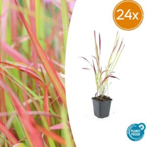 24x Imperata cylindrica Blutgras 'Red Baron' - ↕10-25cm - Ø9cm