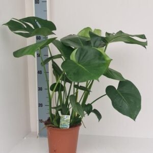Monstera Deliciosa