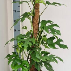 Monstera Minima
