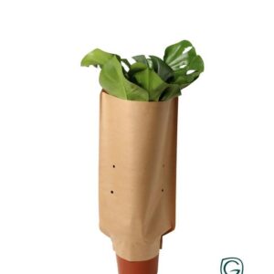 Monstera In Paper Sleeve - Ø21cm - ↕60cm