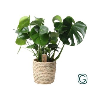 Monstera In Basket Palmleaf - Ø21cm - ↕60cm