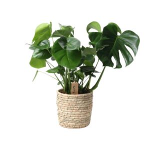 Monstera