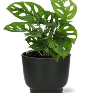 Monstera adansonii mit durchlöcherten Blättern in einem schwarzen Blumentopf
