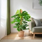 Monstera deliciosa in einem geflochtenen Übertopf neben einem Sofa in einem hellen Wohnzimmer