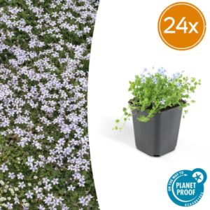 24x Blaues Laurentienblümchen Isotoma fluviatilis - ↕10-25cm - Ø9cm
