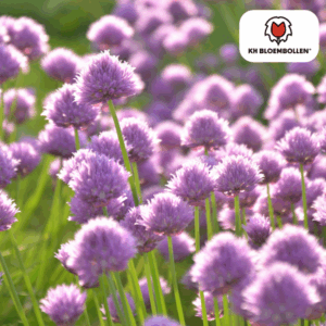 Exotischer Zierlauch mit zarten Blüten Allium carolinianum – 15 Zwiebeln