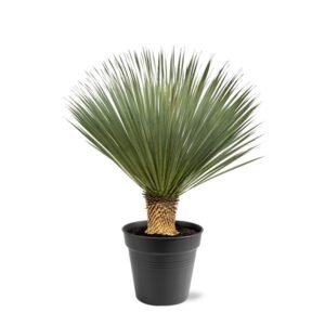 Yucca rostrata mit kugelförmiger Krone aus schmalen, blaugrauen Blättern im schwarzen Pflanztopf