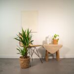 Dracaena fragrans in Korbübertopf neben einem Holzstuhl und einem kleinen Tisch mit Zimmerpflanzen in heller, minimalistischer Umgebung