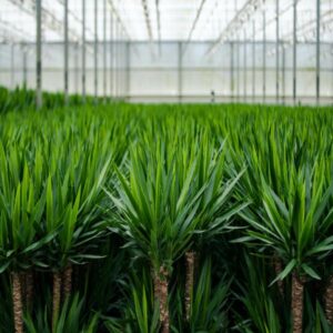 Yucca