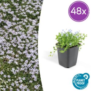 48x Blaues Laurentienblümchen Isotoma fluviatilis - ↕10-25cm - Ø9cm