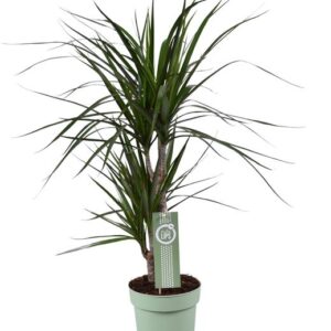 Dracaena Marginata - Ø17cm - ↕70cm