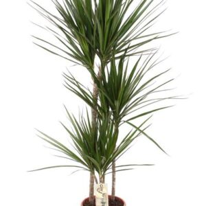 Dracaena Marginata - Ø21 ↕120