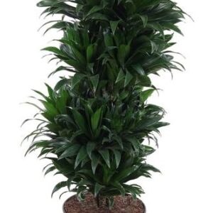 Dracaena Compacta Vertakt P27 - Ø27cm - ↕100cm
