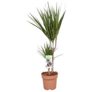 Dracaena Marginata 30-15 - Hoogte 75-85 - Ø17cm - ↕75cm