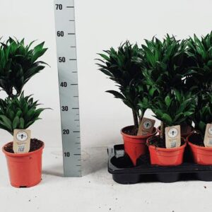 Dracaena Compacta 30-10 55cm - Ø17cm - ↕55cm