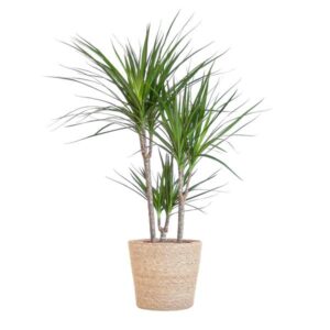Dracaena Marginata mit naturfarbenem Korb - 95cm - Ø21