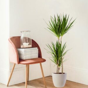 Dracaena