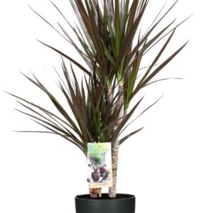 Dracaena Magenta - Ø17cm - ↕80cm + Pot Brussels D18x17cm - Anthrazit