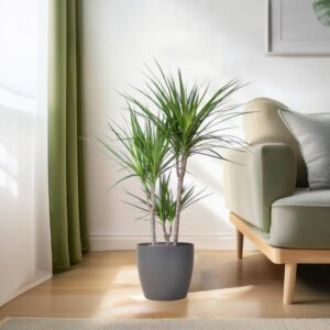 Dracaena Marginata im grauen Blumentopf neben einem Sofa im modernen Wohnzimmer