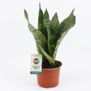 Bogenhanf Sansevieria Black Coral - Ø12cm - ↕35cm