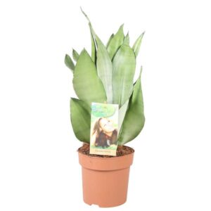 Bogenhanf  Sansevieria Moonshine - Hoogte 40-45** - Ø14cm - ↕40cm