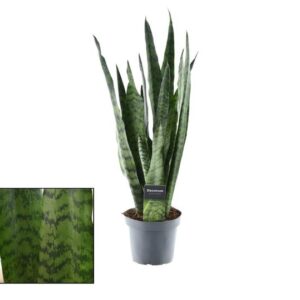 Sansevieria Zeylanica (Bogenhanf) im Ø14 cm Topf, ca. 55 cm hoch, mit aufrechten, dunkelgrünen Blättern und typischem Muster.