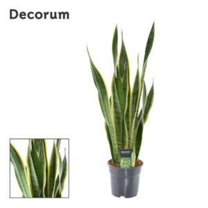 Bogenhanf Sansevieria Laurentii XL (Decorum) - Ø17cm - ↕70cm