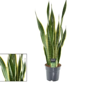 Bogenhanf Sansevieria Futura Superba in 14 cm Topf, ca. 40 cm hoch
