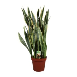 Bogenhanf Sansevieria Laurentii P26 - Extra Dik - Ø27cm - ↕100cm