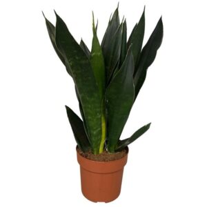 Bogenhanf Sansevieria Black Diamond 3pp - Ø17cm - ↕60cm