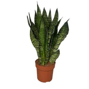 Bogenhanf Sansevieria Zeylanica 3PP - Ø17cm - ↕55cm