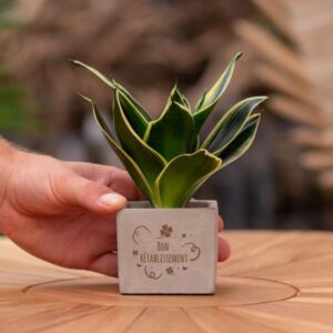 Congreet plantpots + Bogenhanf Sansevieria | Bon rétablissement