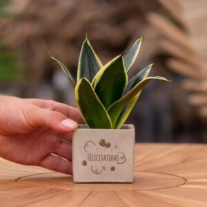 Congreet plantpots + Bogenhanf Sansevieria | Félicitations