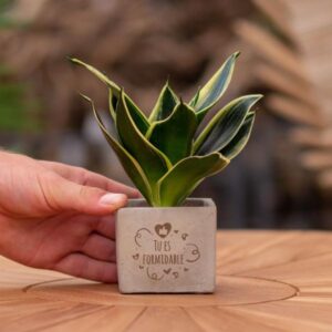 Congreet plantpots + Bogenhanf Sansevieria | Tu es formidable
